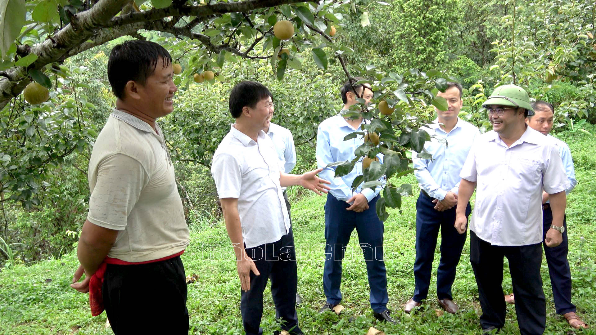 … thăm mô hình trồng lê của người dân xã Giang Ma, huyện Tam Đường.